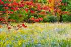 USA-Vermont-Morrisville Lyle McKee Road-fall foliage Art Print
